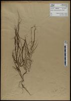 Gracilaria confervoides - ISMAR0762