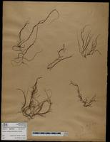 Gracilaria confervoides - ISMAR0769