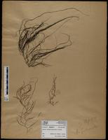 Gracilaria confervoides - ISMAR0771
