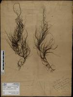Gracilaria confervoides - ISMAR0777